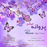 کاور آهنگ پروانه میشن